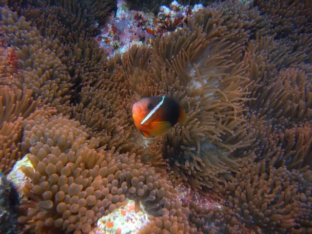 Tonga album